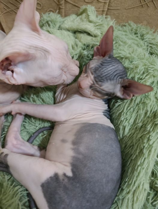 Котенек сфинкс девочка