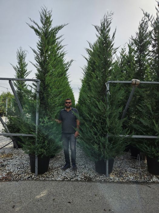 Leylandy 4/5m calitate superioară