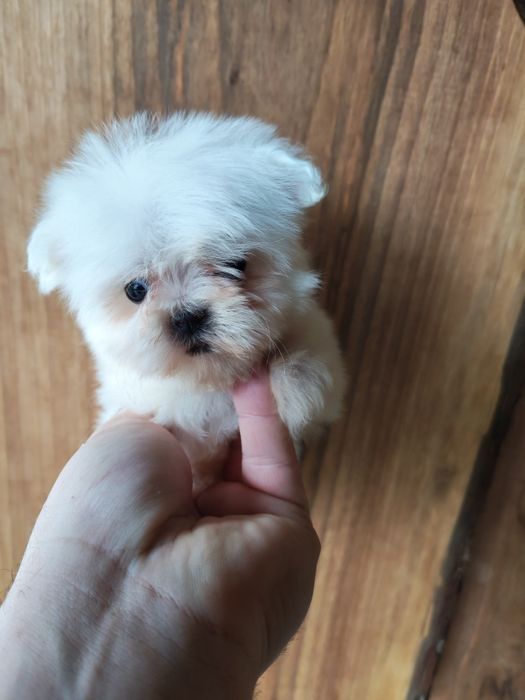 Bichon maltez talie mică