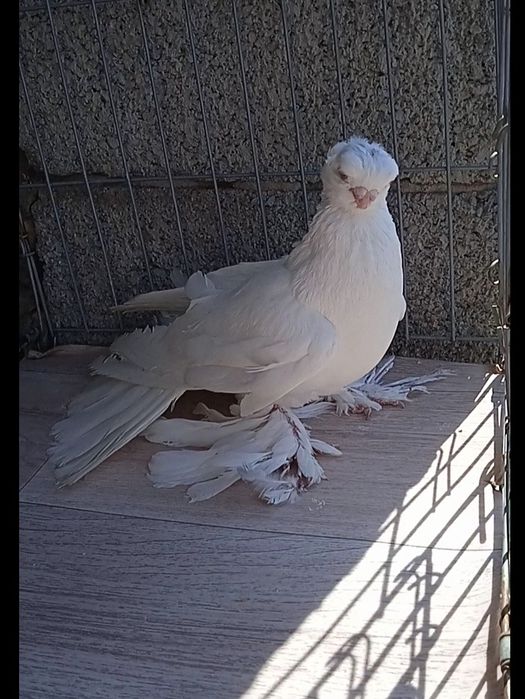 Гульбодам самец молодой