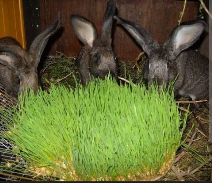 Гидропоник ем. Органик ем.