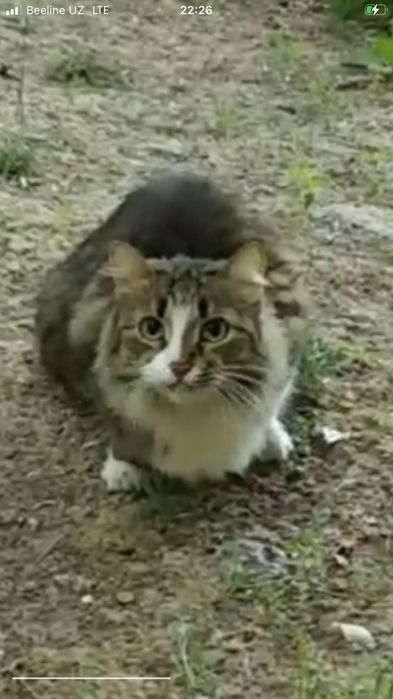 Отдам кошку в хорошие руки