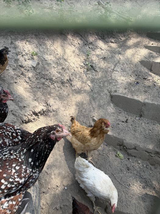 Продам домашних курей