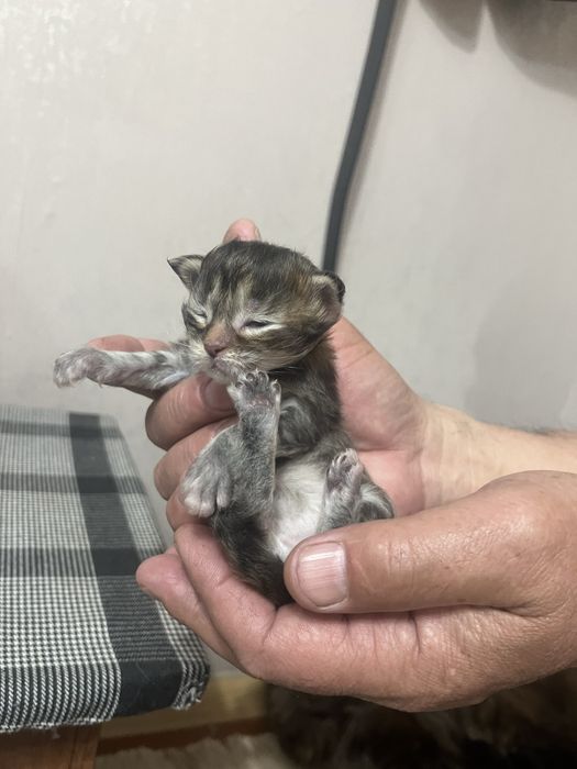 Продам котят мейнкунов