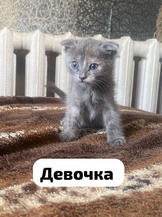 Котята в добрые руки!!!