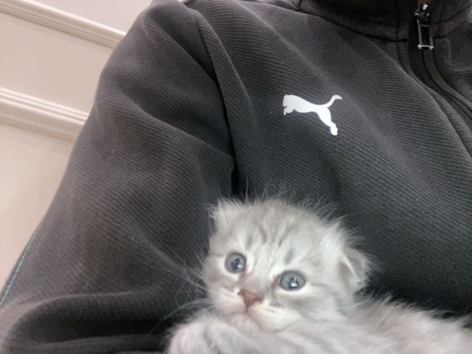 Котенок шотландский вислоухие девочка