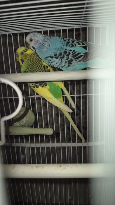 Продам волнистых попугаев