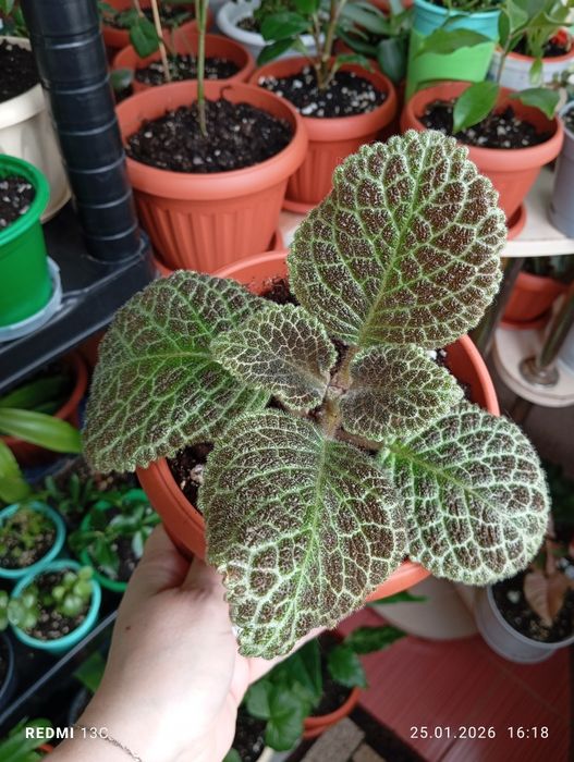 Продам цветы комнатные