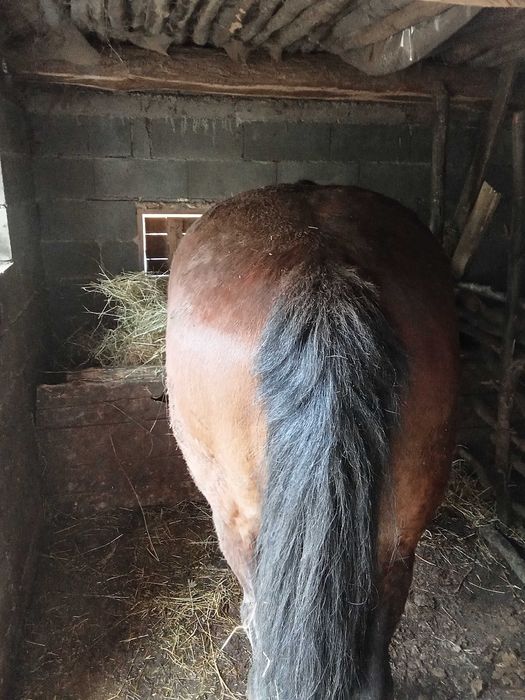 Cai de vînzare , Năsăud preturi 1.100€