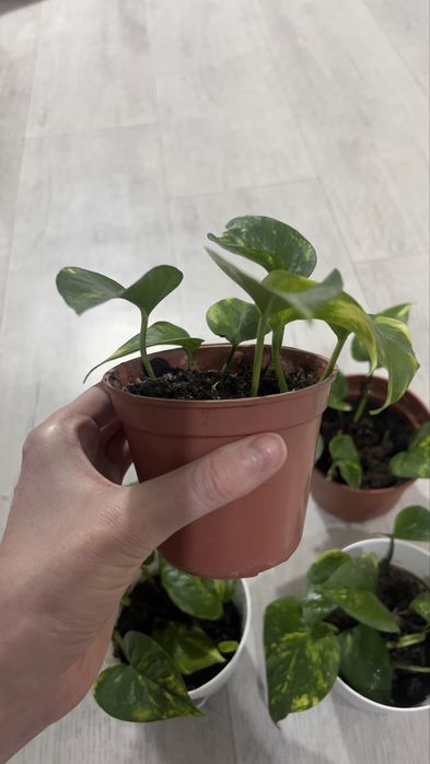 Продам Голдфингер (лиана)