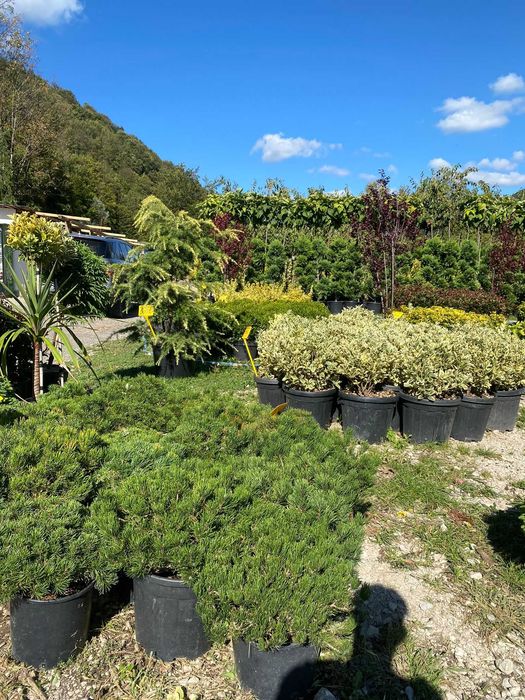 Plante Decorative pentru Curte si Terasa