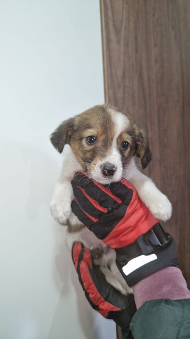 Отдам щенков в добрые руки