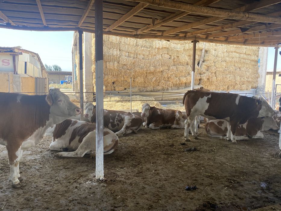 Доставка племенных коров породы Симментал Флекфи из Европы