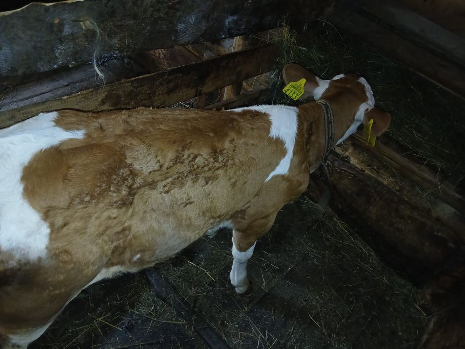 Vând vițea de 5 săptămâni