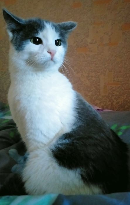 Котик в поисках дома!