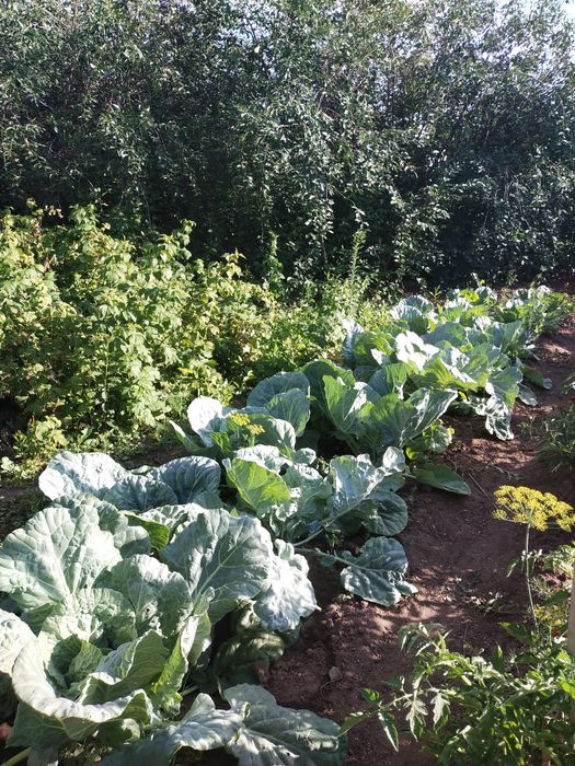 Продам дачу, в районе Пригородны, Черемушки