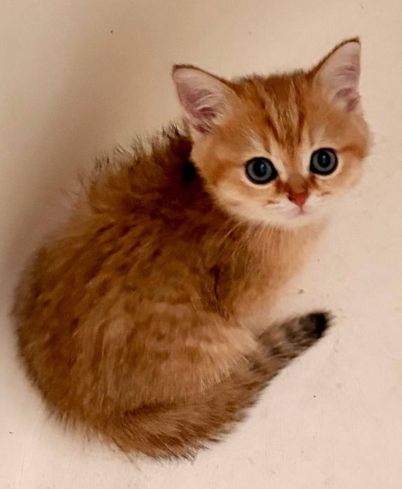 Чистокровное Краткосчерстные британские кошки котята.