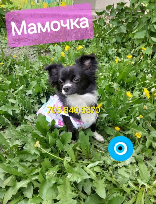 Чихуахуа лапочка мальчик