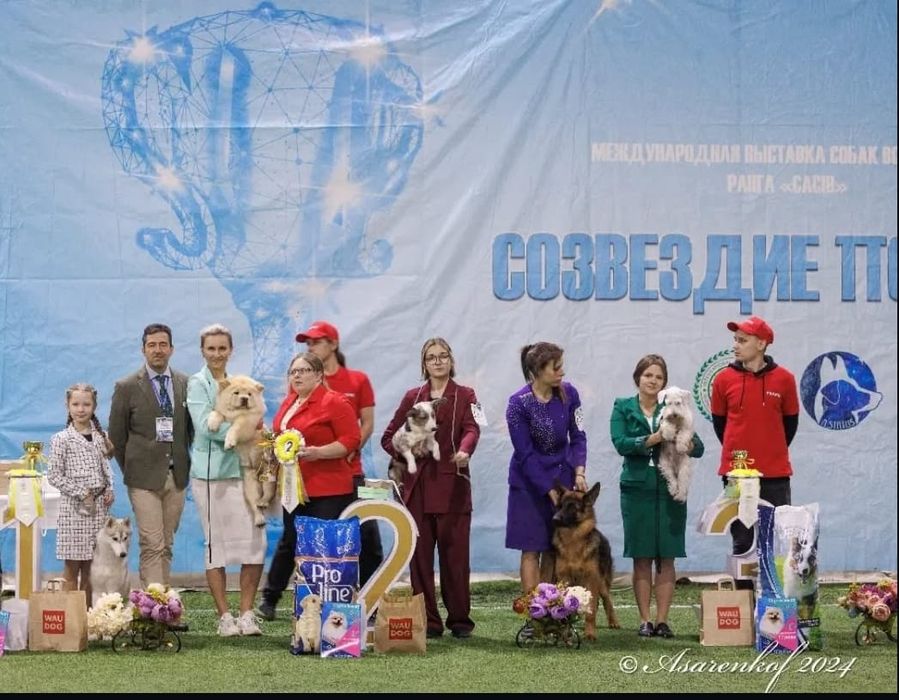 Хендлер,кинолог.