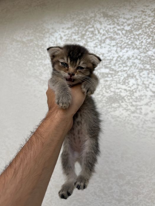 Scottish fold va strite