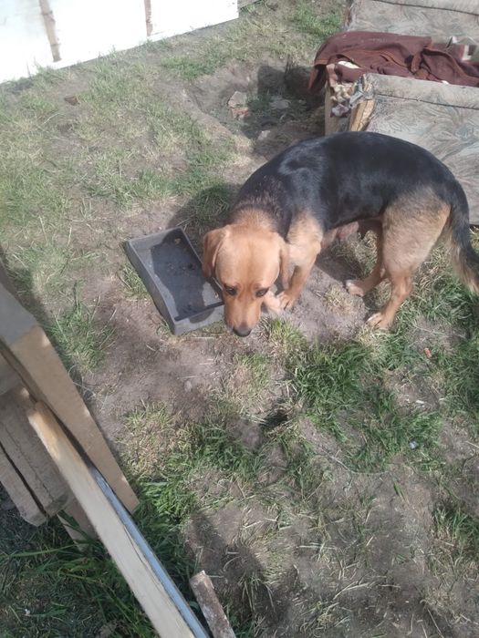 Donez pui de metis beagle.
