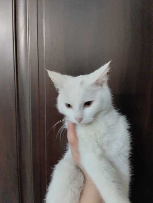 Стерилизованная 7 месячная кошка