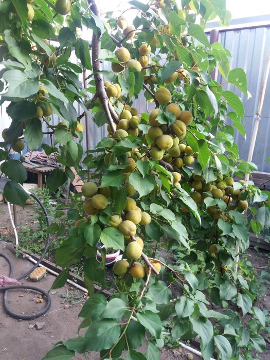 Продам дачу, без долгов