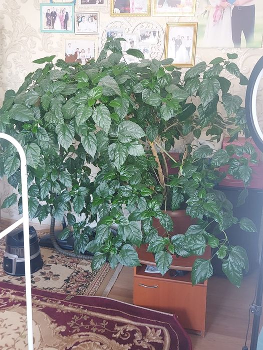 Продам розы  комнатные цветы