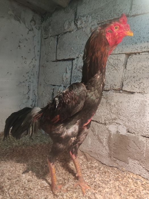 Дакан тауык кораз сатылады