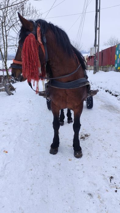 De vânzare armăsar de șase ani foarte blând e cuminte