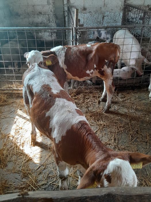 Vand viței de 2 luni