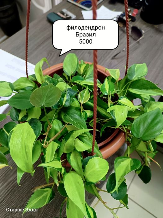 Комнатные растения