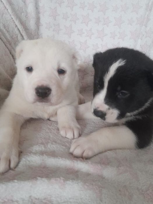 Продаются щенки САО Алабай