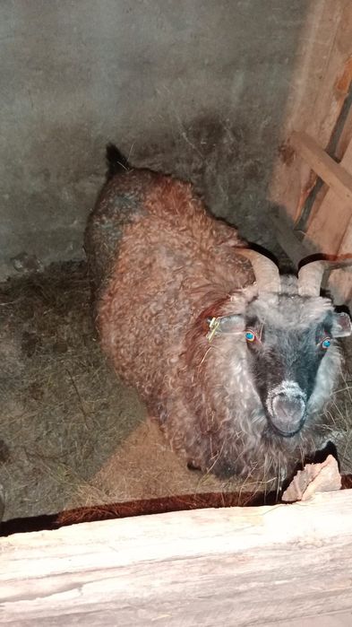 3 козы 2 баронухи