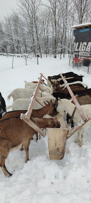 Capre și ieduțe de vânzare.