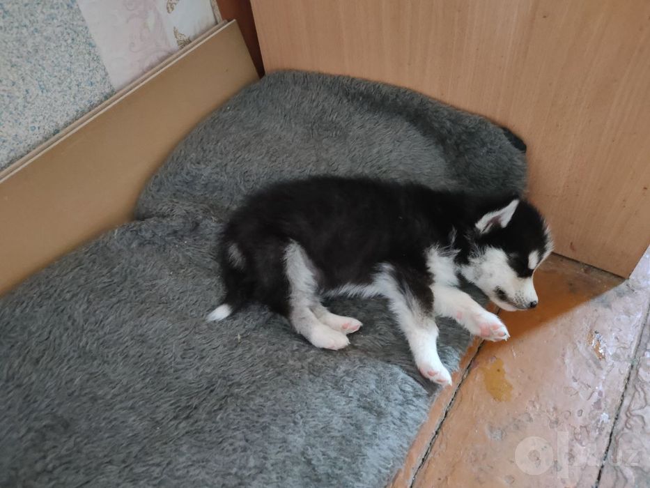 Хаски в продаже красивая ухоженная