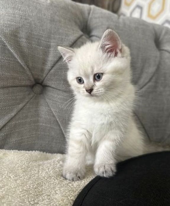 Британска късокосместа