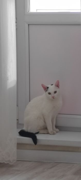 Ищет семью Кот . Павлодар