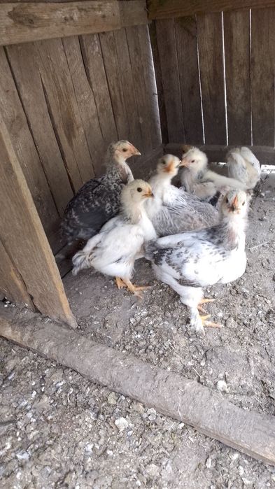Pui de țară  de la găini outore