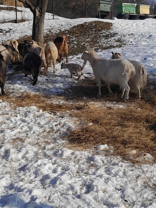 Capre tinere gestante