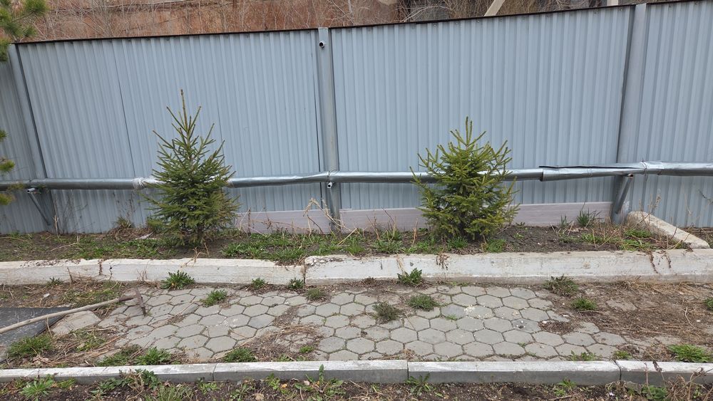 Шырша,карагай сатамын ПРОДАМ ели,сосны ели