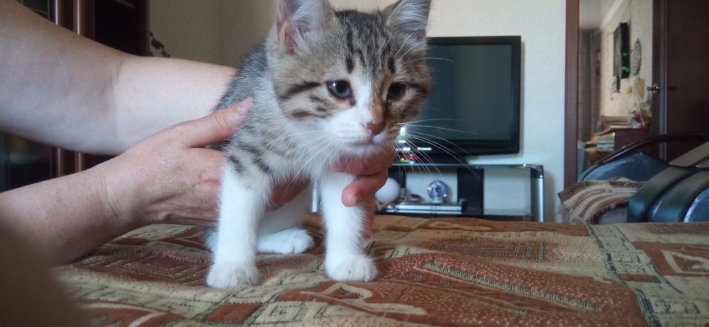 Ищет дом кошечка