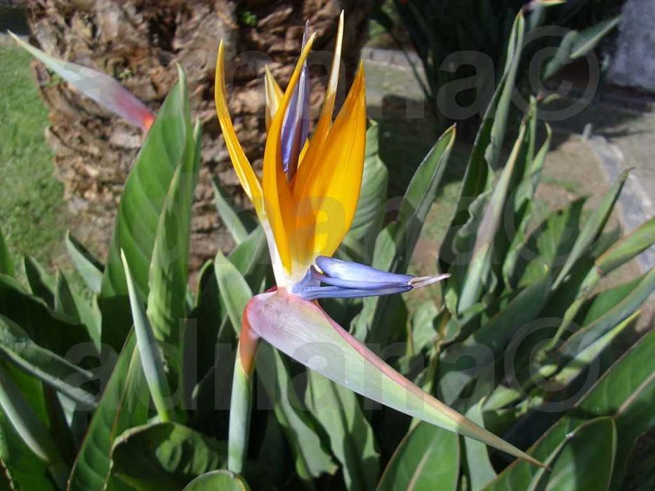 Plic 20 seminte Strelitzia reginae – Pasarea paradisului