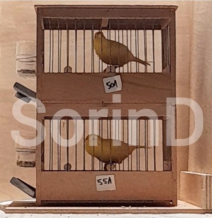 Canar cântec Malinois Waterslager inelat 2025