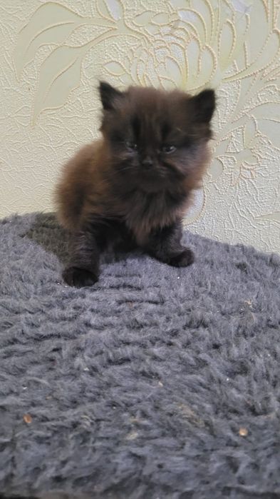 Продам двух котят