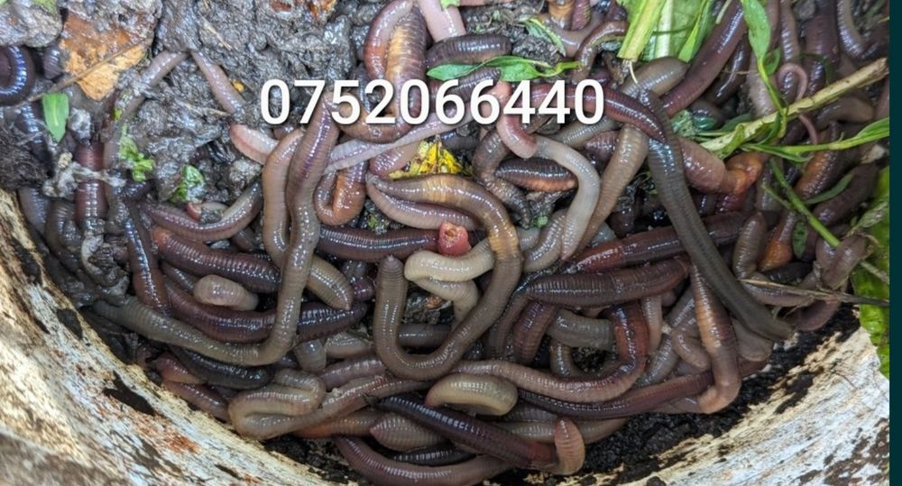 Vand rame groase negre rosii minim 15cm lungime pentru pescuit la somn