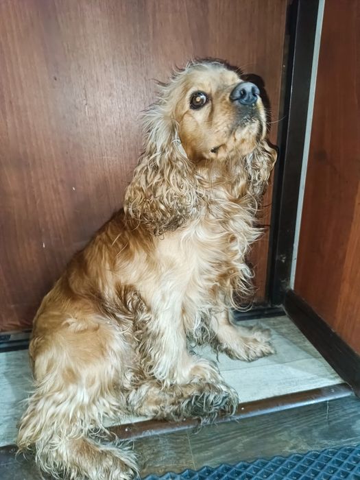 Вязка спаниеля!!!