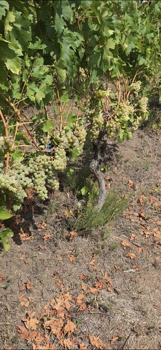De vanzare struguri din zona Lechinta pentru vin