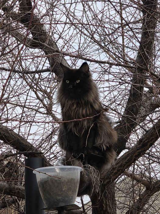 Пропал кот может кто видел