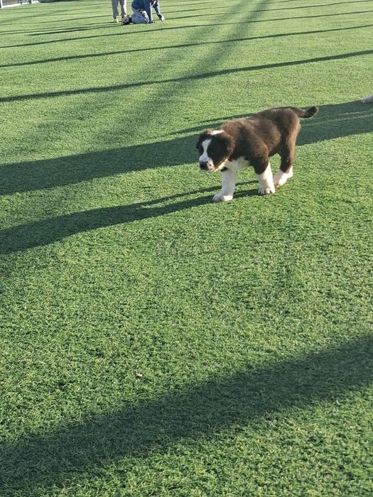 Щенки Алабая средниазиат